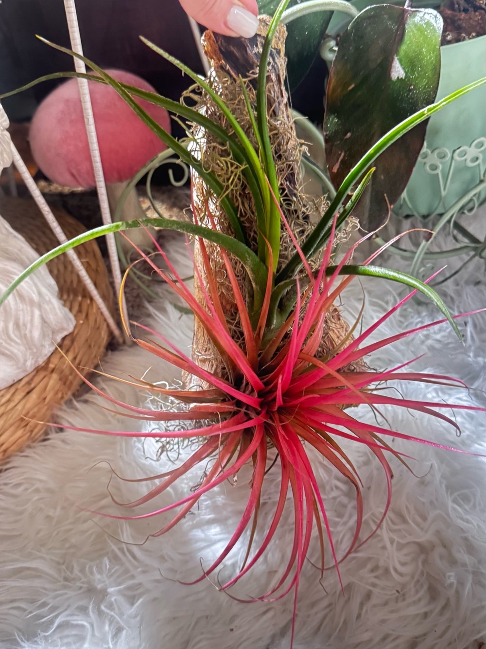 Handmade Pink Air Plant Wall Mount - Decorative Tillandsia Accent